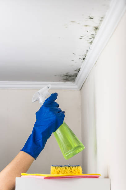 Mold Testing and Removal in Brooklet, GA